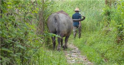 春天农村农民牵着亚洲水牛