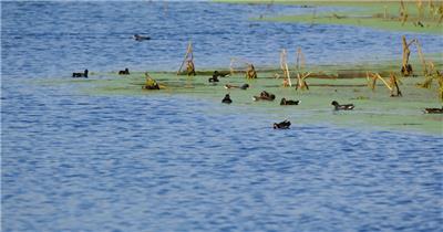 夏天池塘湿地小鸟觅食黑水鸡