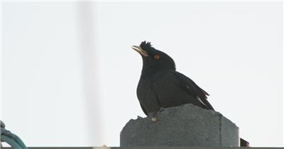 秋天电线杆子上的八哥乌鸦