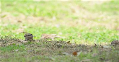 初春天一群麻雀在草坪觅食