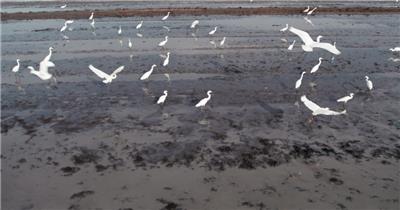 农村夏天田野一群野生白鹭