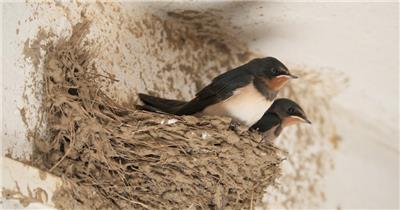 屋顶房檐燕窝家燕小燕子鸟巢