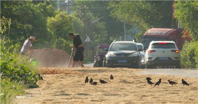 秋天农民晒粮食八哥鸟偷吃