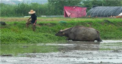 农村田野农民牵着亚洲水牛吃草