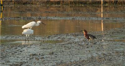 白鹭池鹭夜鹭觅食捕食泥鳅