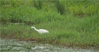春天芦苇湿地沼泽白鹭觅食