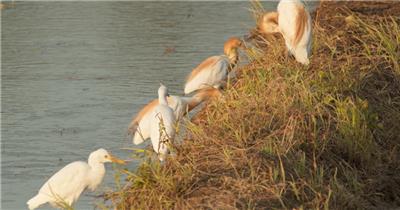 春天湿地沼泽池塘白鹭牛背鹭