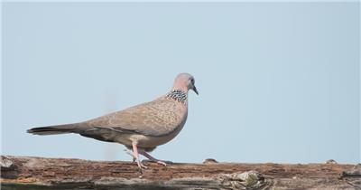春天屋顶小鸟珠颈斑鸠升格