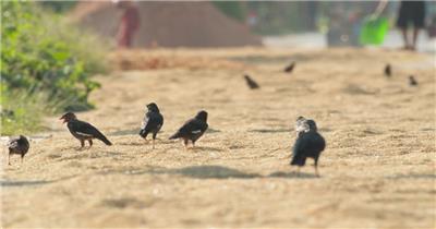 秋天农村一群八哥鸟偷吃粮食