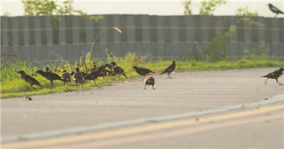 夏天傍晚黄昏一群八哥觅食