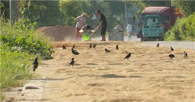 八哥鸟飞翔偷吃农民晒粮食
