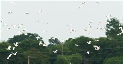 天空一群野生白鹭自由飞翔翱翔