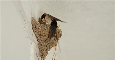 家燕子喂食雏鸟幼鸟升格慢镜头