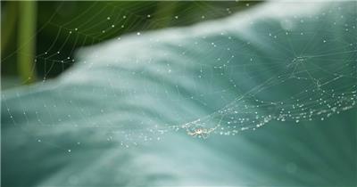 夏天荷叶清晨蜘蛛网节肢动物
