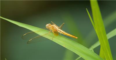 春天植物上的昆虫红蜻蜓豆娘