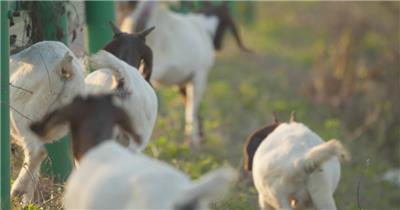 秋天清晨一群山羊在草丛行走