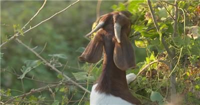 夏天雄性公山羊在树林觅食