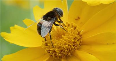 春天金鸡菊花朵蜜蜂采蜜蚜蜂