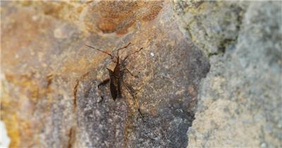 秋天石头岩壁昆虫点蜂缘蝽