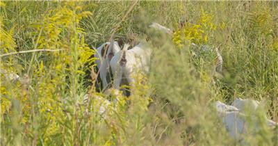 夏天一群山羊在草丛中觅食