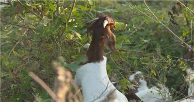 秋天傍晚山羊站起来吃树叶