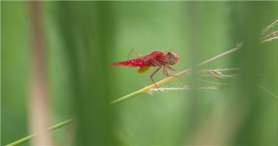 春天植物上昆虫红蜻蜓豆娘