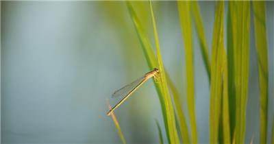 春天植物昆虫蜻蜓豆娘微风