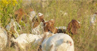 秋天傍晚一群山羊草丛觅食