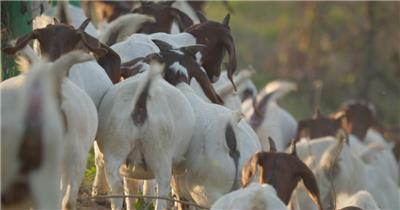 秋天清晨农村成群结队的山羊