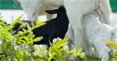 春天刚出生的小山羊羔喝奶
