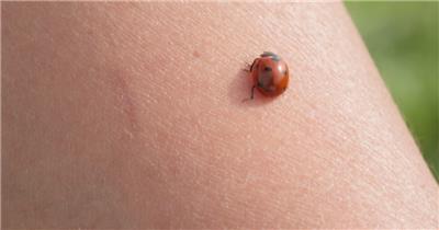 七星瓢虫昆虫人类胳膊皮肤爬行