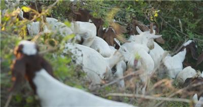 秋天一群小山羊在草丛吃树叶