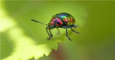 漂亮彩色昆虫绿缘扁角甲虫