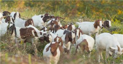 秋季清晨成群结队山羊觅食