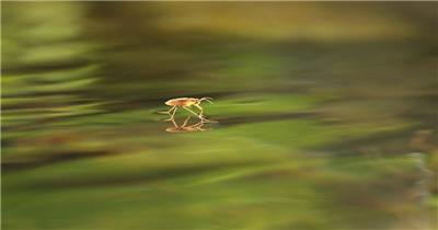 池塘水面水黾水蜘蛛昆虫水猛