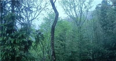实拍森林中下雨水珠特写素材