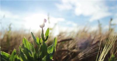 阳光下草丛唯美企业向使用元素视频素材