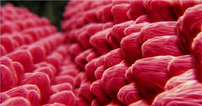 植物 微距 拍摄 昆虫 花卉 菌类 生长