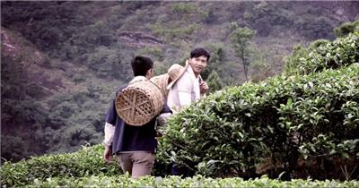 自然人文乡村采茶茶文化