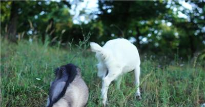 山羊放养山坡吃草放牧