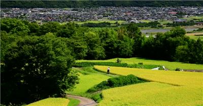 金秋唯美水稻梯田景色