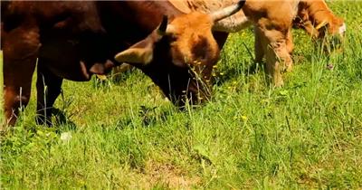 养殖业牛山坡吃草畜牧业放养奶牛