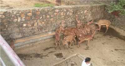 人工饲养鹿实拍高清视频