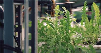 高科技垂直农场