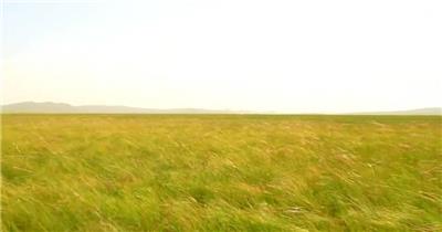 内蒙古自然风光草原花草放牧牛羊