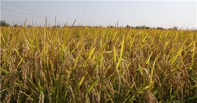 秋季金黄色沉甸甸成熟水稻实拍高清视频