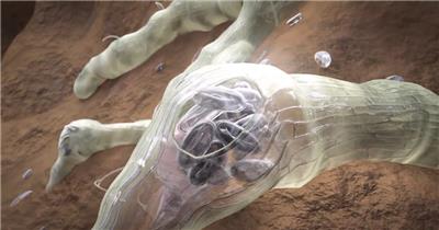 农业植物病虫害