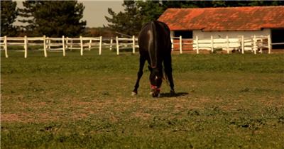 黑色骏马奔跑山地唯美慢镜