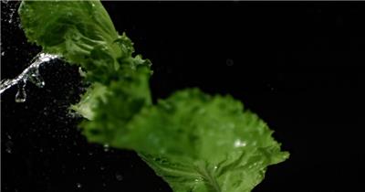 蔬菜 生菜 青菜 水滴
