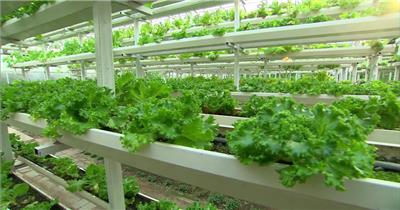 金色麦田收割机